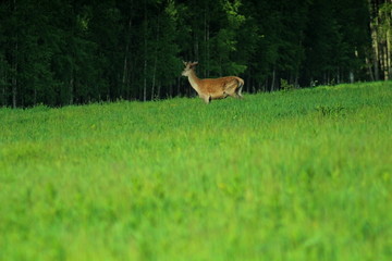 A young European deer buck with immature horns. A unique image of nature at the beginning of summer.