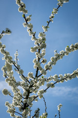 Apple blossom in spring in uk