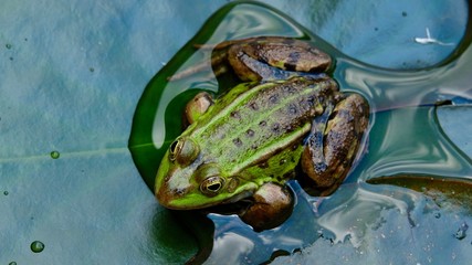 Frosch im Teich, Nahaufnahme Einzeltier