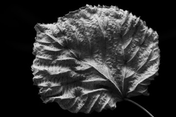 Isolated contrasted leaf close-up abstract