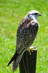 The portrait of a falcon