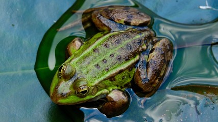 Frosch im Teich, Nahaufnahme Einzeltier