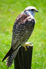 The portrait of a falcon