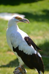 The portrait of a bird