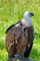 The portrait of a vulture