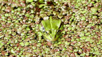 Frosch im Teich, Nahaufnahme Einzeltier