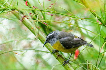Bananaquit (Coereba flaveola) in Costa Rica