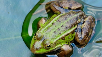 Frosch im Teich, Nahaufnahme Einzeltier