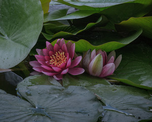 雨の日の睡蓮(旧道庁赤レンガの池) / Water lily on a rainy day (former Hokkaido Government Office pond)