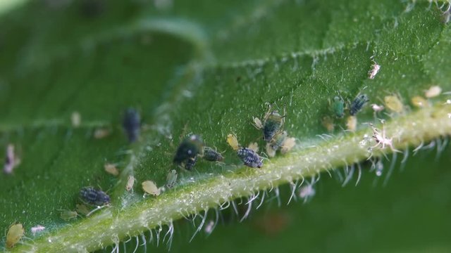  Aphids on the leaf of plant - (4K)
