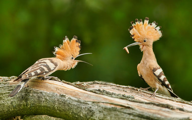 Eurasian Hoopoe or Common hoopoe (Upupa epops) © Piotr Krzeslak