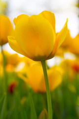 Obraz premium tulipani