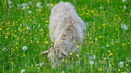 Naklejka na ściany i meble Schaf auf einer wilden Blumenwiese im Sommer
