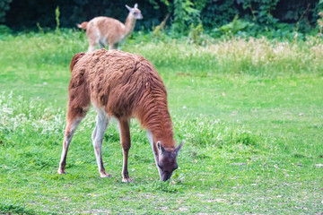 Cute Guanaco or Lama guanicoe eats green grass
