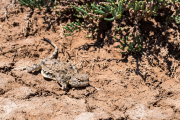 Close portrait of Phrynocephalus helioscopus agama in nature