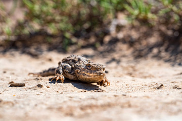 Close portrait of Phrynocephalus helioscopus agama in nature