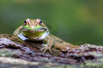 Green Frog at Prince William Forest Park Virginia