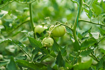 Red and green tomatoes on the greenhouse farm
