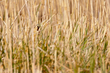 Rohrdommel, Botaurus stellaris