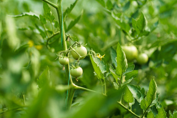 Red and green tomatoes on the greenhouse farm