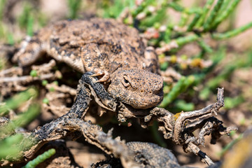 Close portrait of Phrynocephalus helioscopus agama in nature