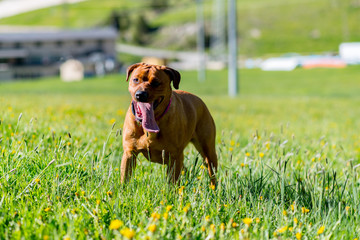 beautiful brown stafford dog standing on grass on shore near river and smiling