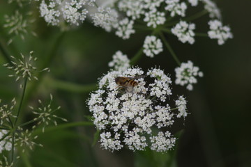 A day in the Carpathian Mountains, Yaremche