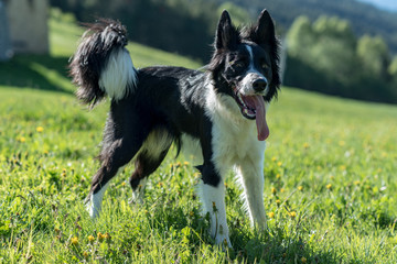 Cute black and white Border Collie puppy In the mountain on Andorra.