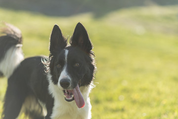 Cute black and white Border Collie puppy In the mountain on Andorra.