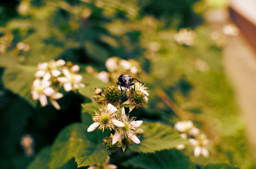 bee on flower