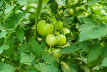 Red and green tomatoes on the greenhouse farm