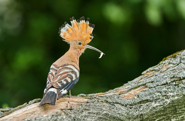Eurasian Hoopoe or Common hoopoe (Upupa epops) © Piotr Krzeslak