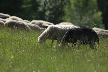 A day in the Carpathian Mountains, Yaremche