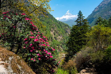 Rhododendron in Nepal mountains