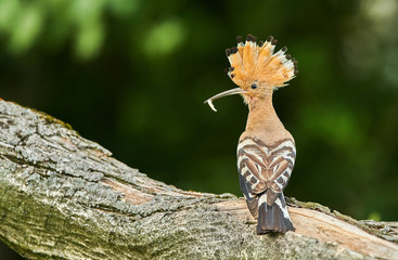 Eurasian Hoopoe or Common hoopoe (Upupa epops)