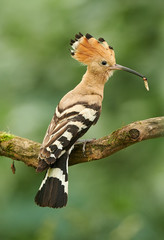 Eurasian Hoopoe or Common hoopoe (Upupa epops)