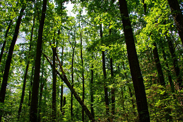 dense forest on a bright Sunny day