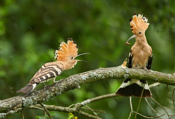 Eurasian Hoopoe or Common hoopoe (Upupa epops)