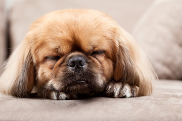 little dog sitting on sofa pet shop