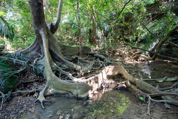 Obraz premium 西表島のジャングル