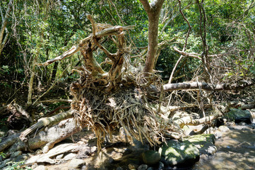 西表島のジャングル