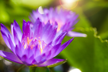  Close up purple and yellow pollen of lotus. Selective focus and blurred background.
