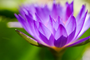 Macro close-up pictures of purple lotus petals in Zen style.Selective focus and blurred background.