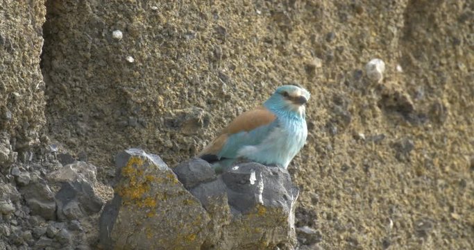 Roler Bird on a rock, Golan, Israel