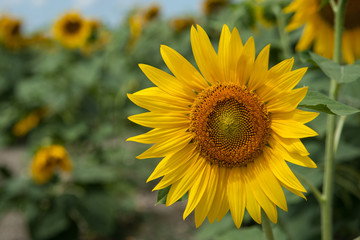 Ay çekirdeği çiçeği