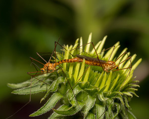 Crane flies mating on a green plant