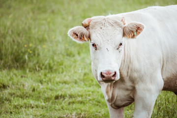 Naklejka na ściany i meble Portrait de vache laitière blanche