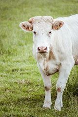 Vache laiti&egrave;re blanche dans un champ