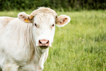 Fototapeta na wymiar Portrait d'une vache blanche dans un champs