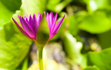 Water lily is beautiful blooming in the morning.